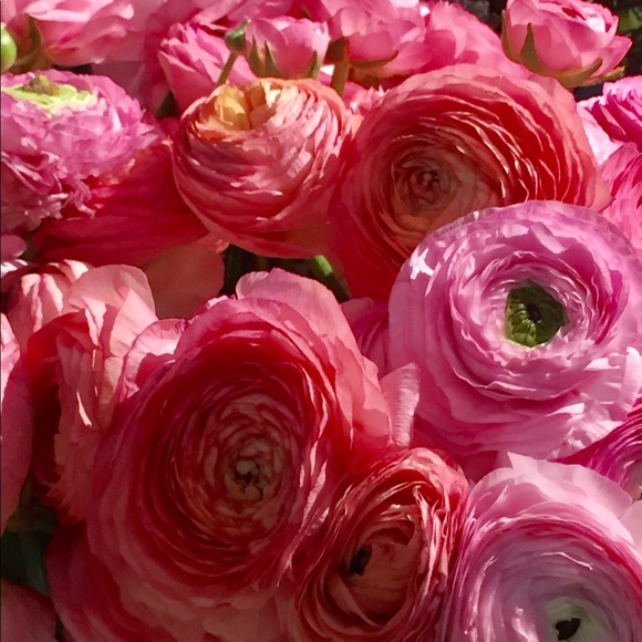 Meet your Posher, Diana - Picture 2 of 2